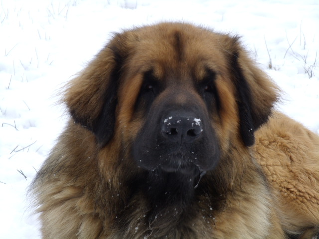 Enzo de la Terre des Lions du Berry