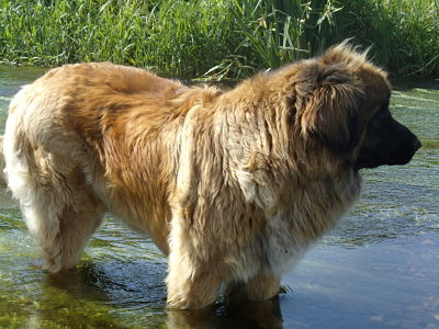 Cheyenne du Clos de la Wittmatt