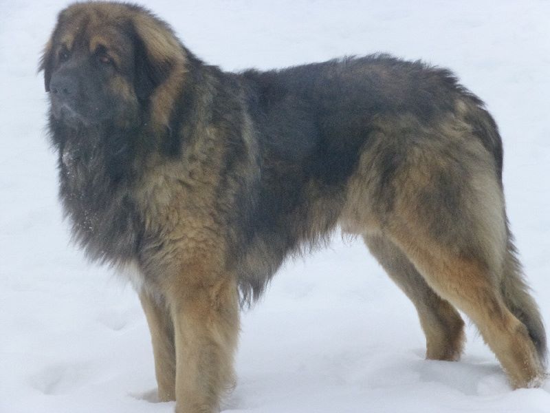 Gandja De La Vallee De Cheyenne